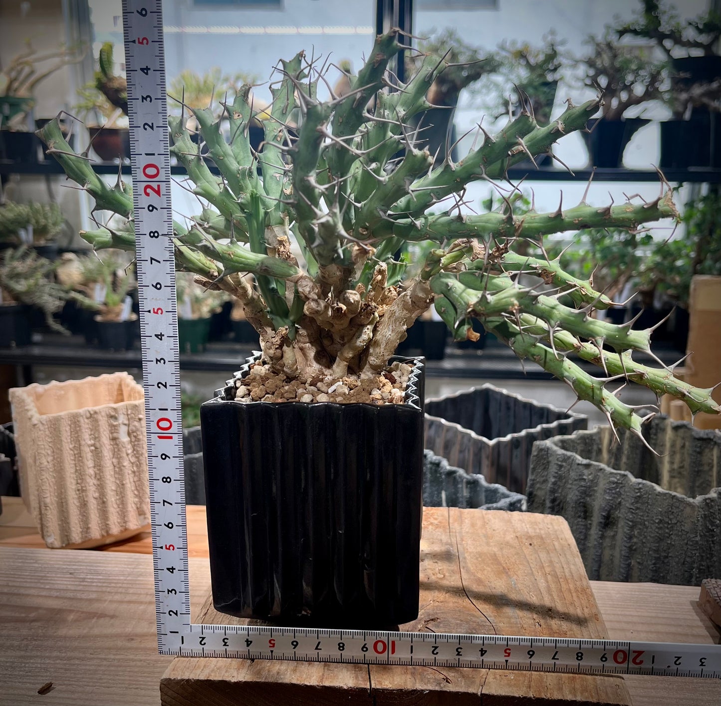 ユーフォルビア　グラキリラメア（牧神閣） Euphorbia graciliramea (EGR2305-002)
