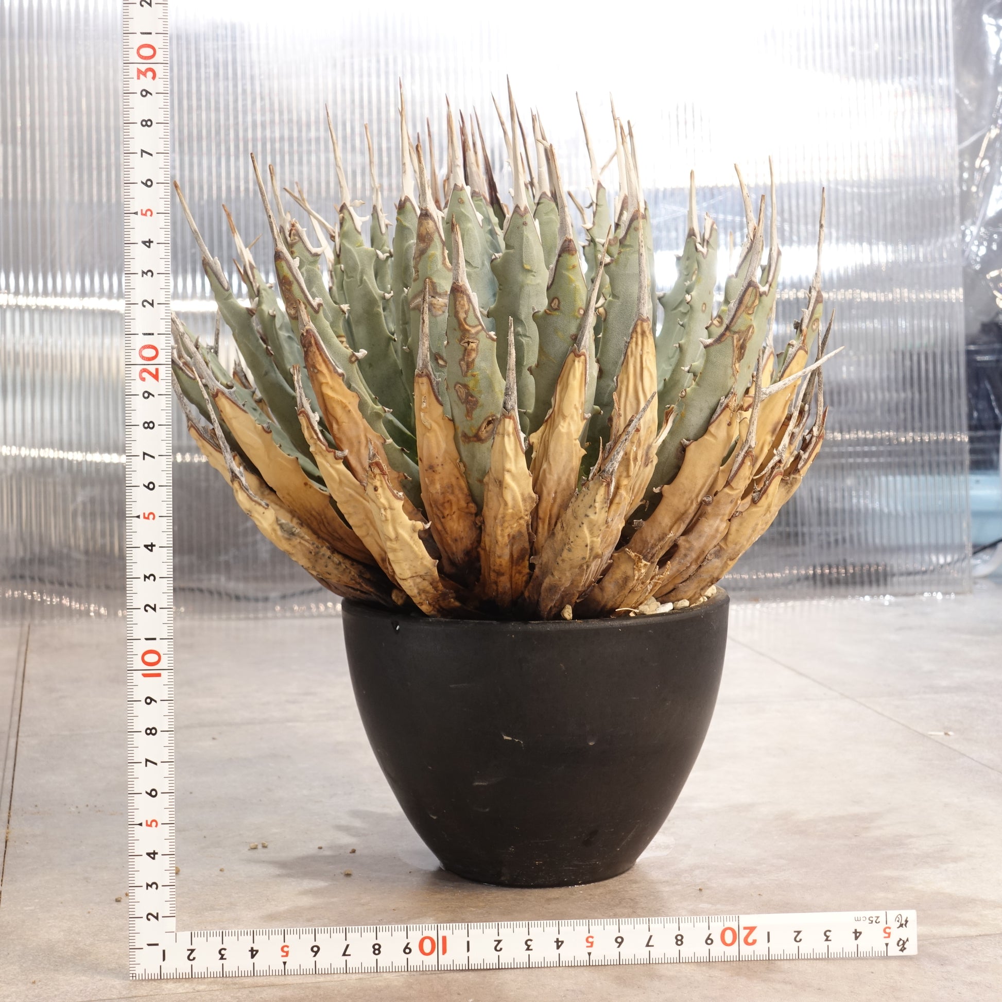 Agave utahensis var. eborispina アガベ ウタヘンシス ユタヘンシス ...