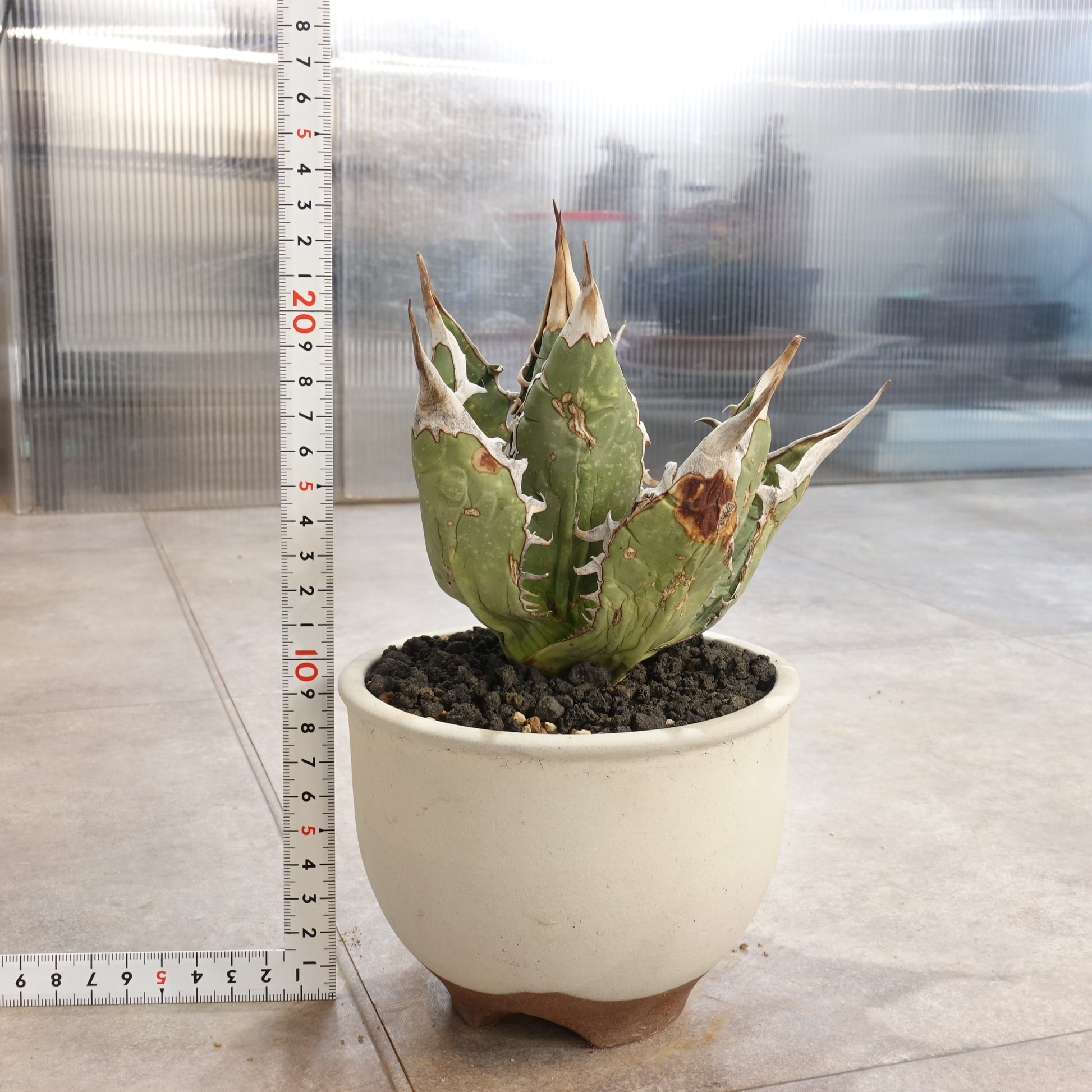 アガベ チタノタ オアハカ Agave titanota Oaxaca (ATO2206-004) – PlaPlants