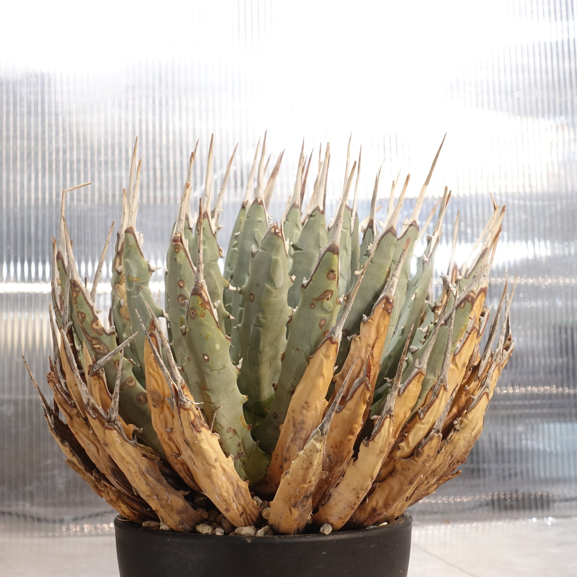 アガベ ユタエンシス エボリスピナ Agave uthaensis var. eborispina ...