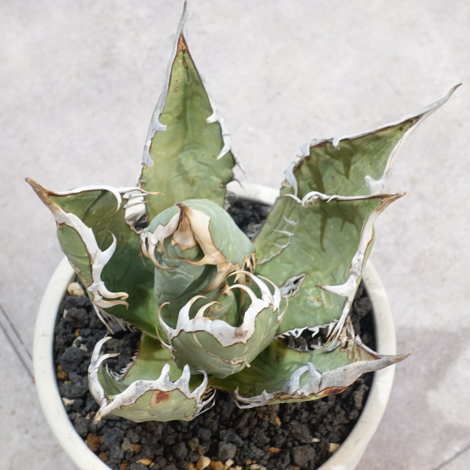 アガベ チタノタ オアハカ Agave titanota Oaxaca (ATO2206-004