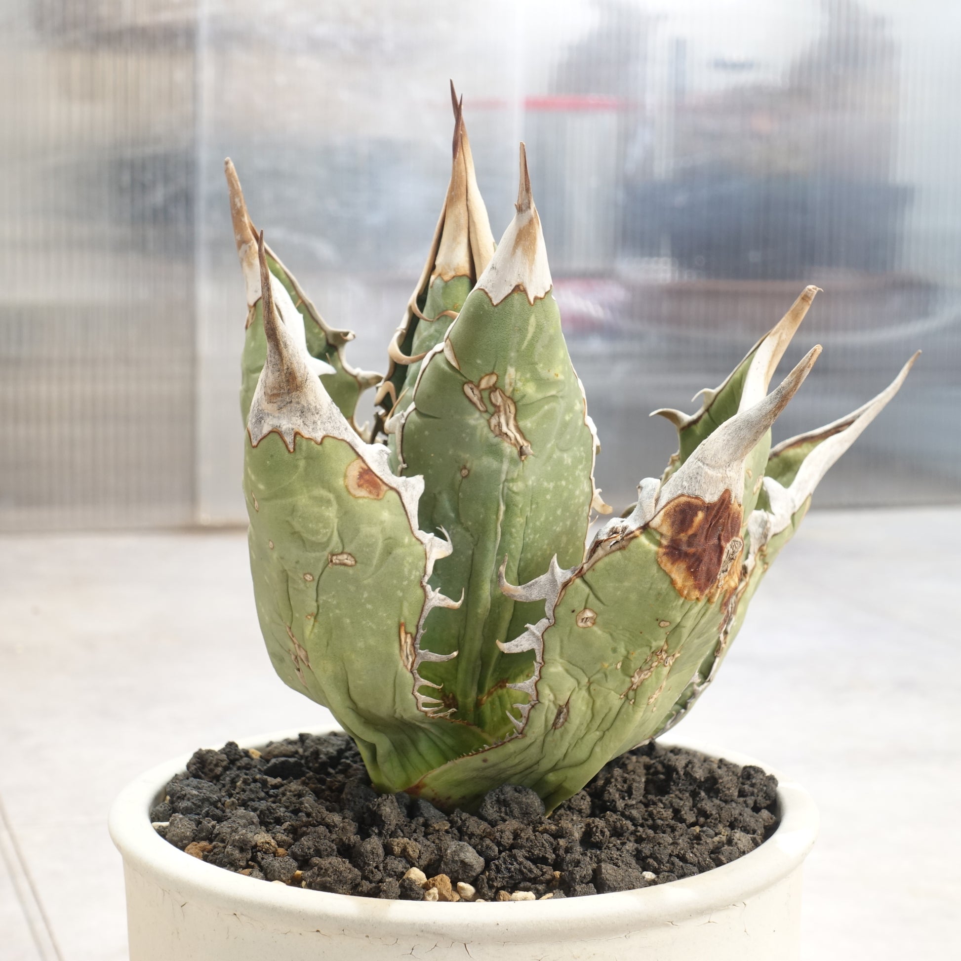 アガベ チタノタ オアハカ Agave titanota Oaxaca 12-