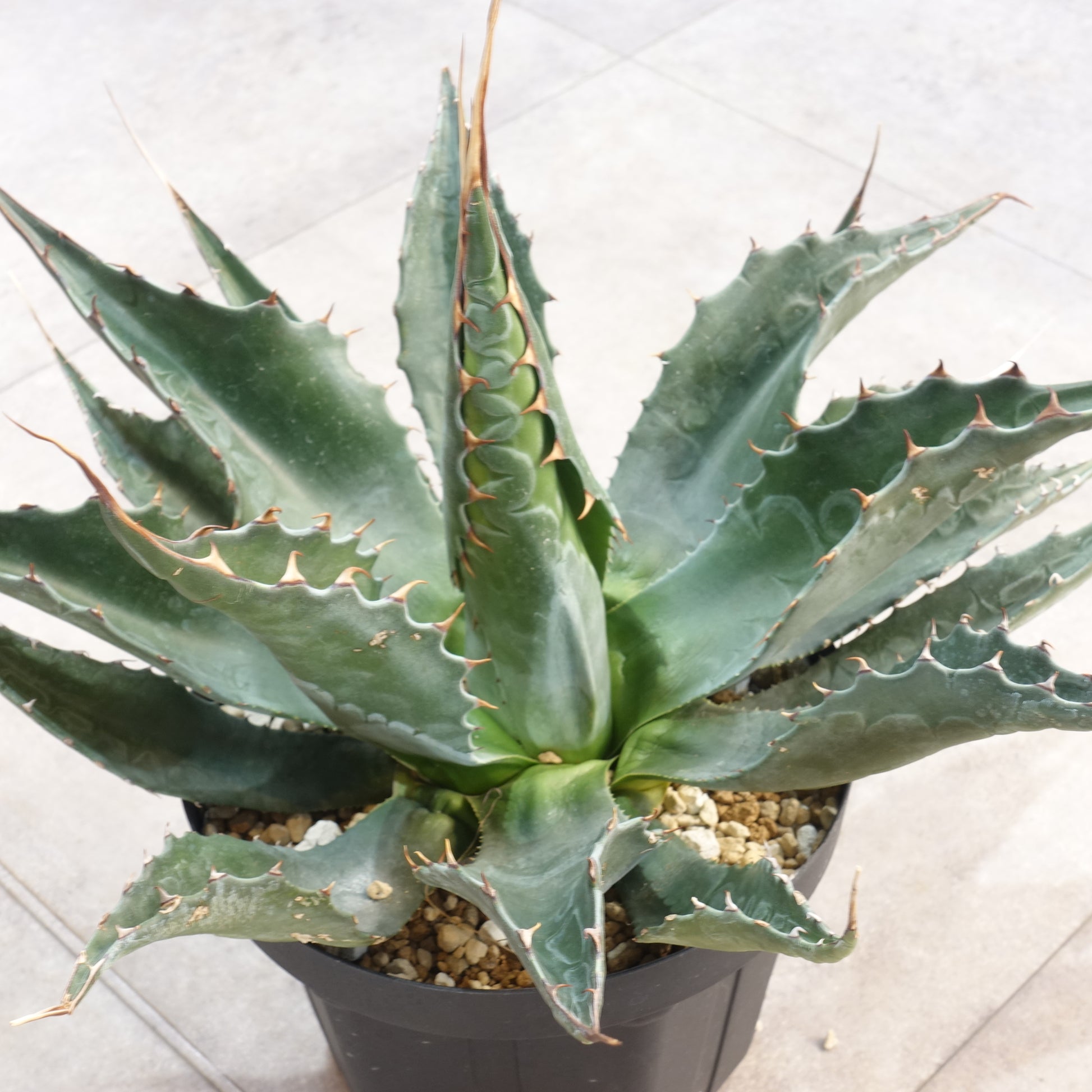 アガベ モンタナ Agave montana(ABG2206-003) – PlaPlants