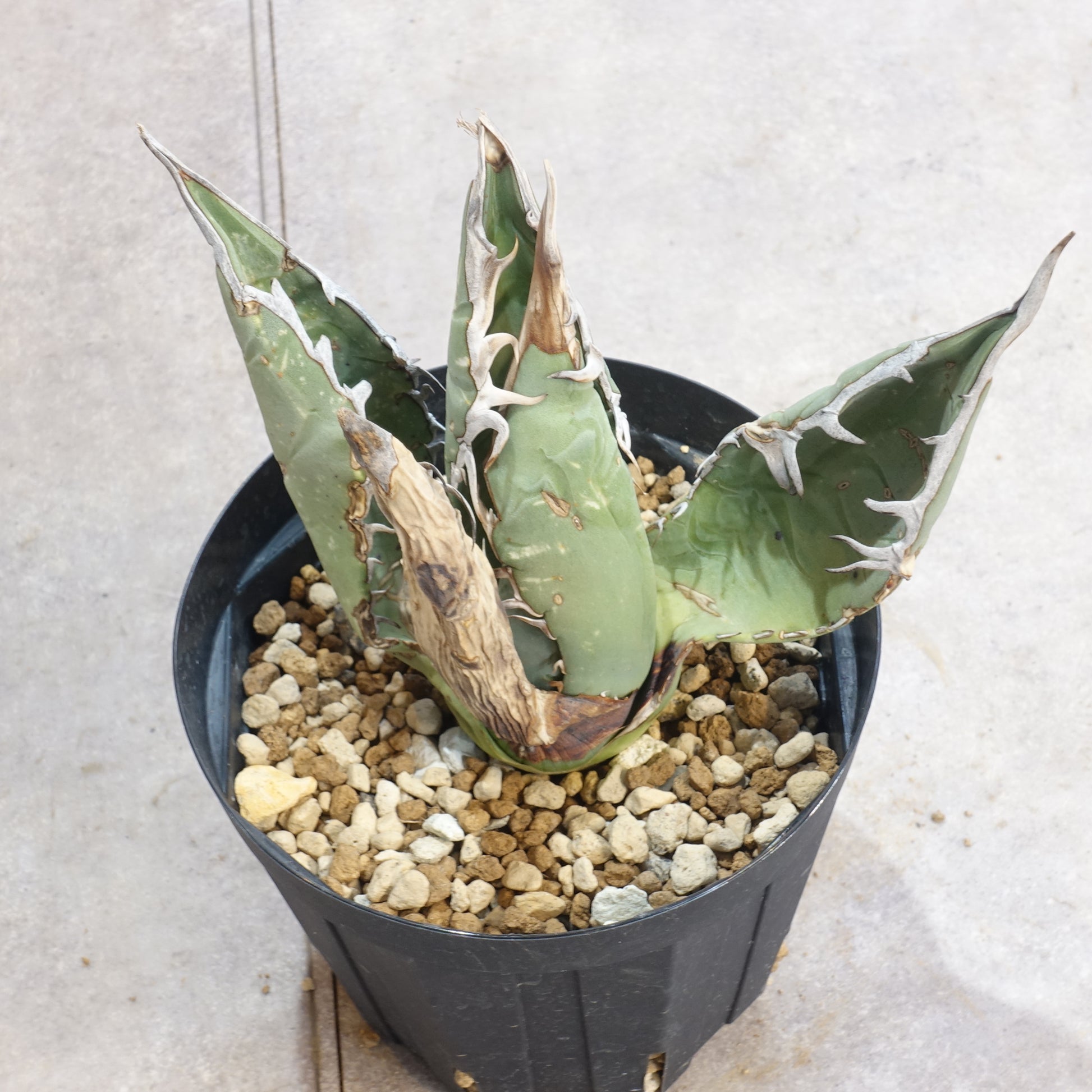 アガベ チタノタ オアハカ Agave titanota Oaxaca（ATO2206-003