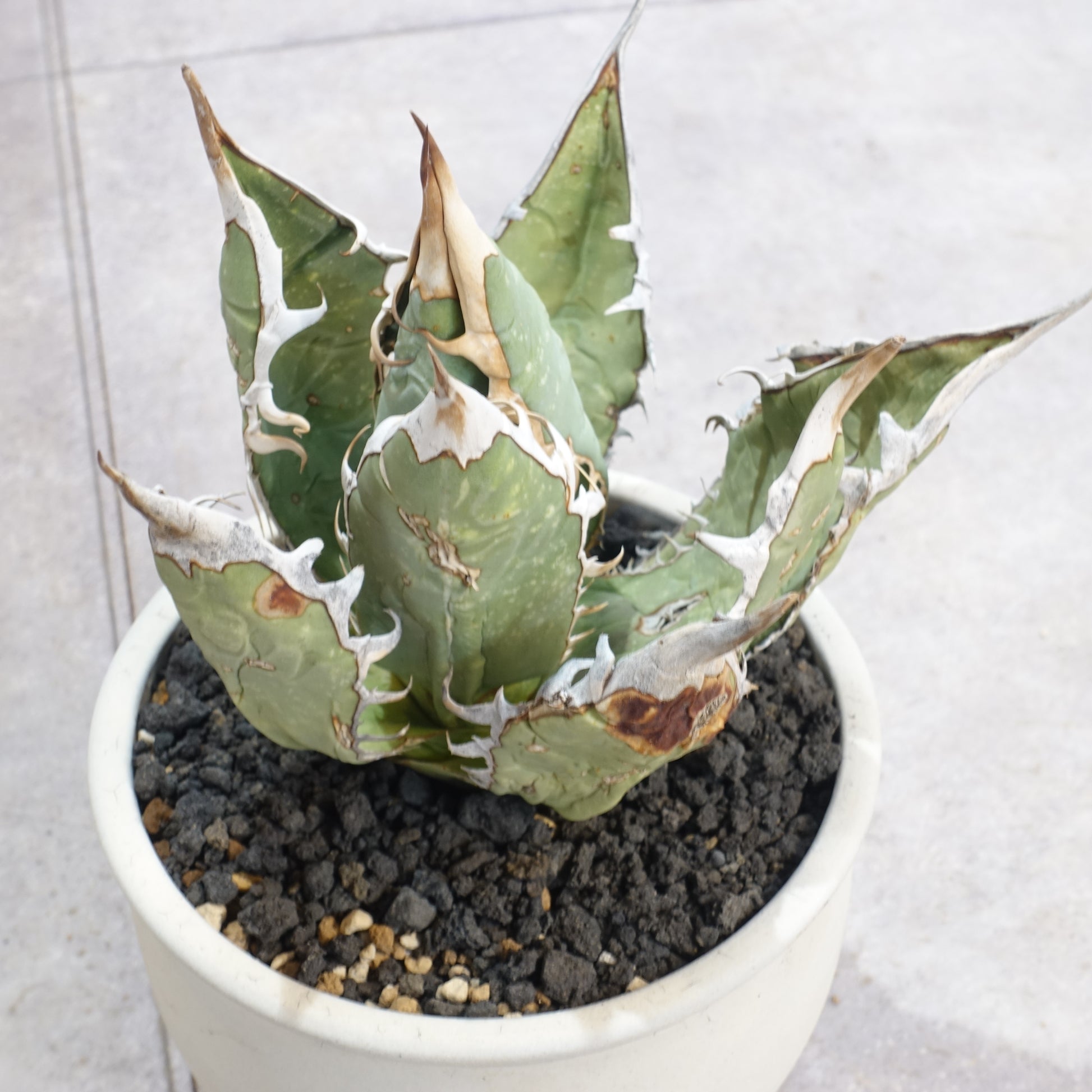 アガベ チタノタ オアハカ Agave titanota Oaxaca (ATO2206-004