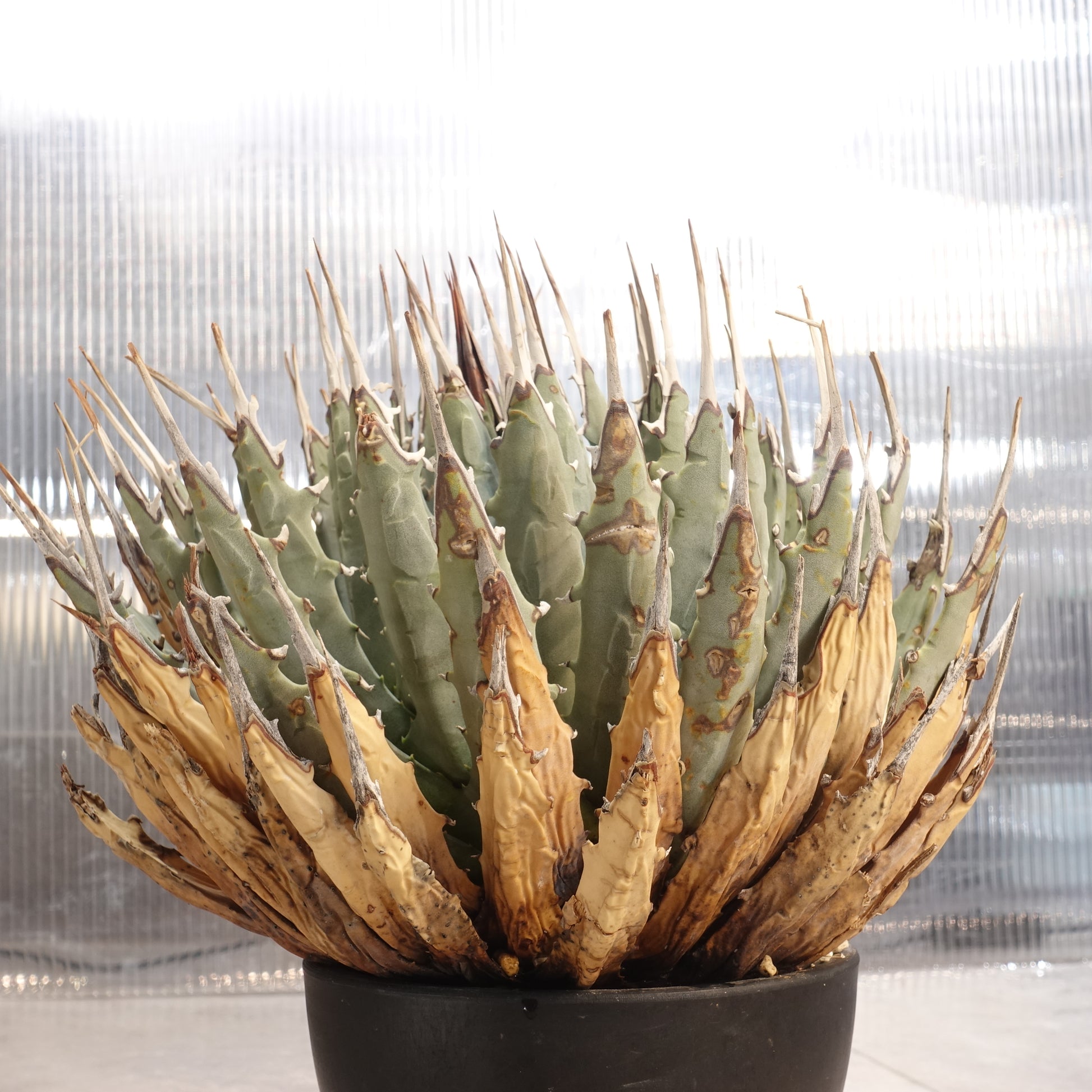 Agave eborispina(アガベ エボリスピナ)-