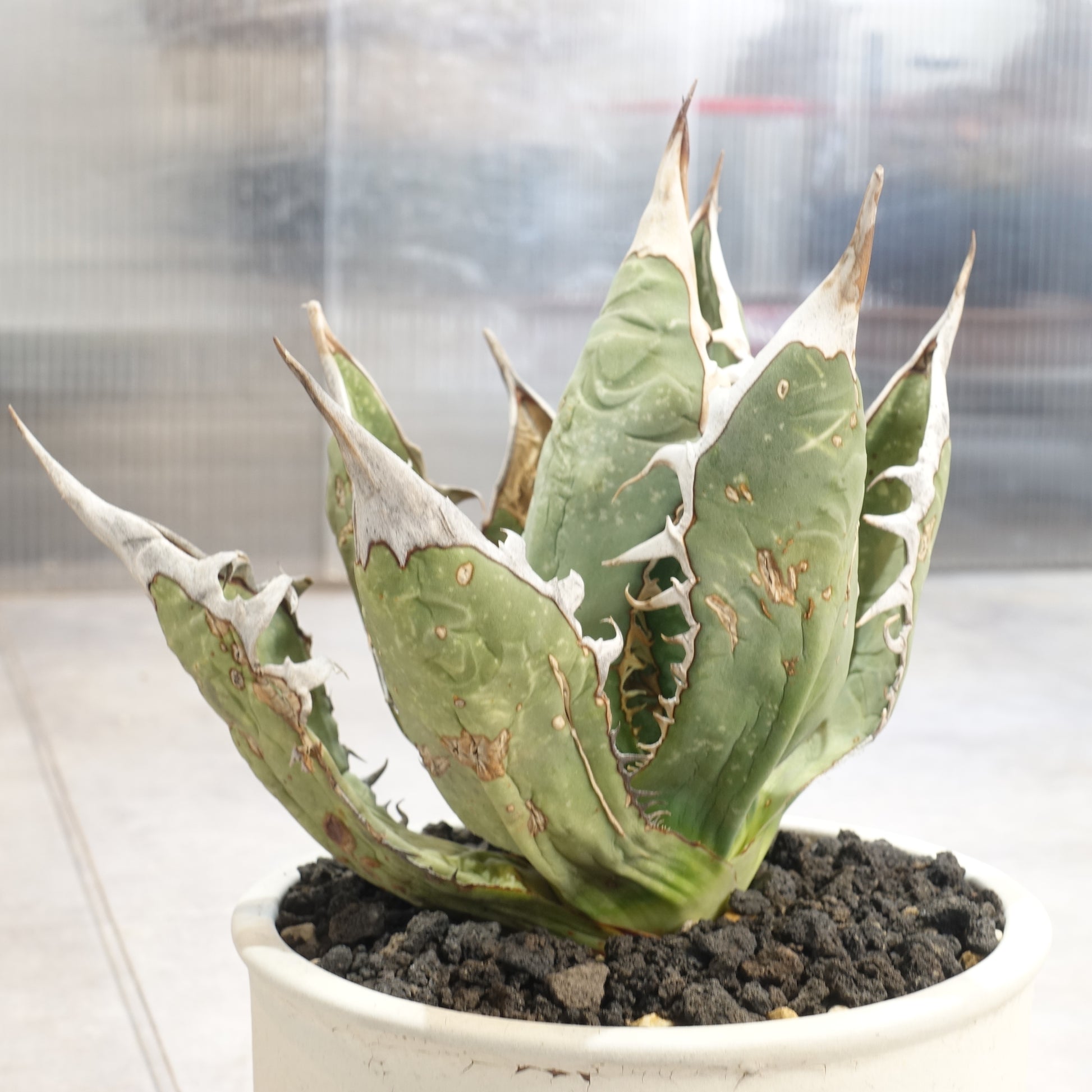 アガベ チタノタ 白鯨? 子株付 Agave Titanota Oteroi-