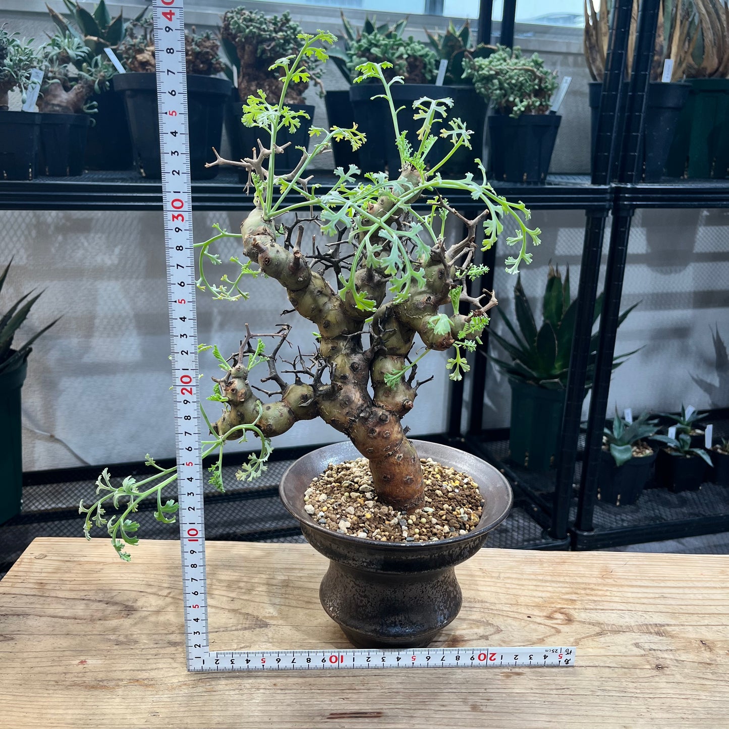 ペラルゴニウム クリズミフォリウム Pelargonium crithmifolium (PC2206-004)鉢付き