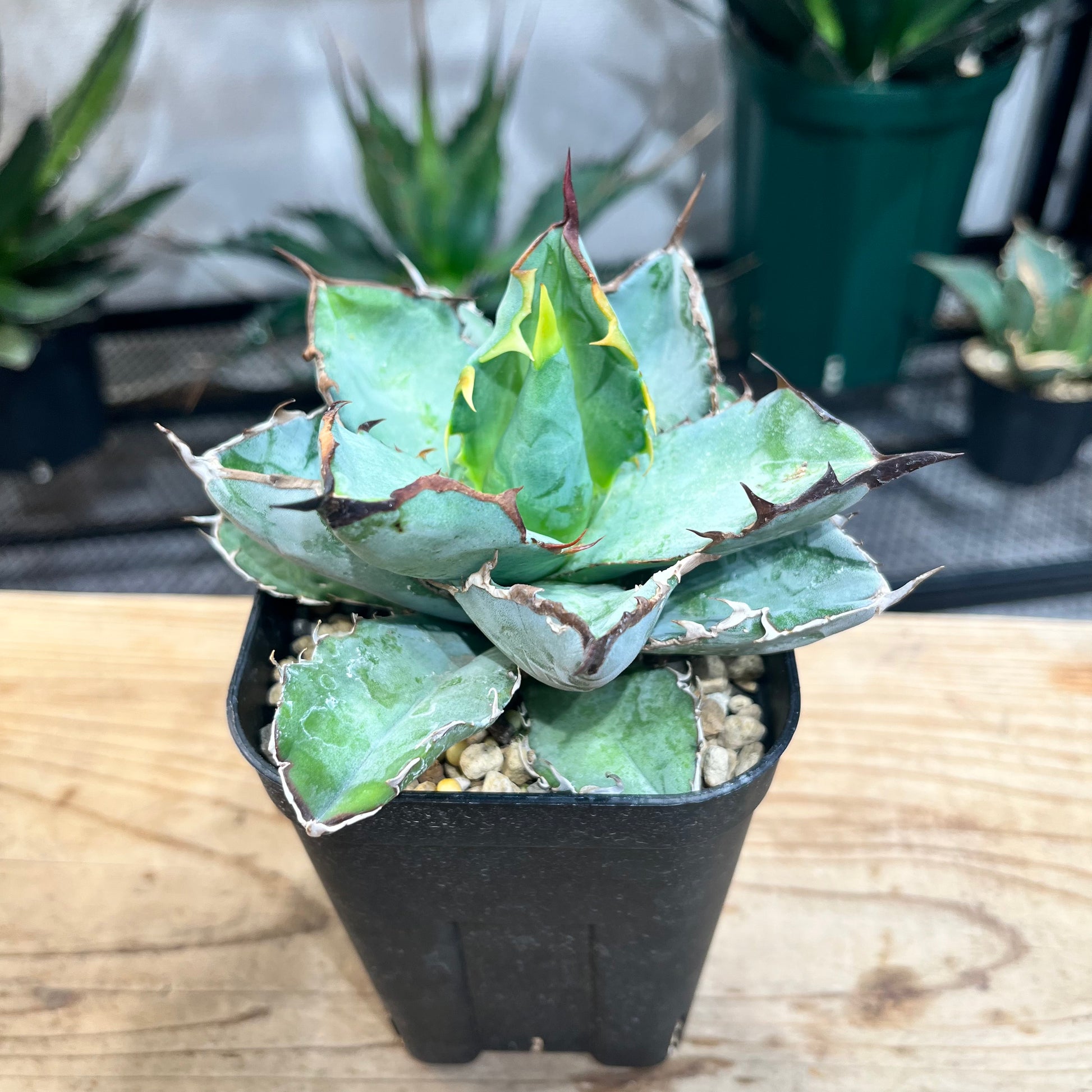 期間限定キャンペーン 【コレクション株】AGAVE TITANOTA BLACK&BLUE
