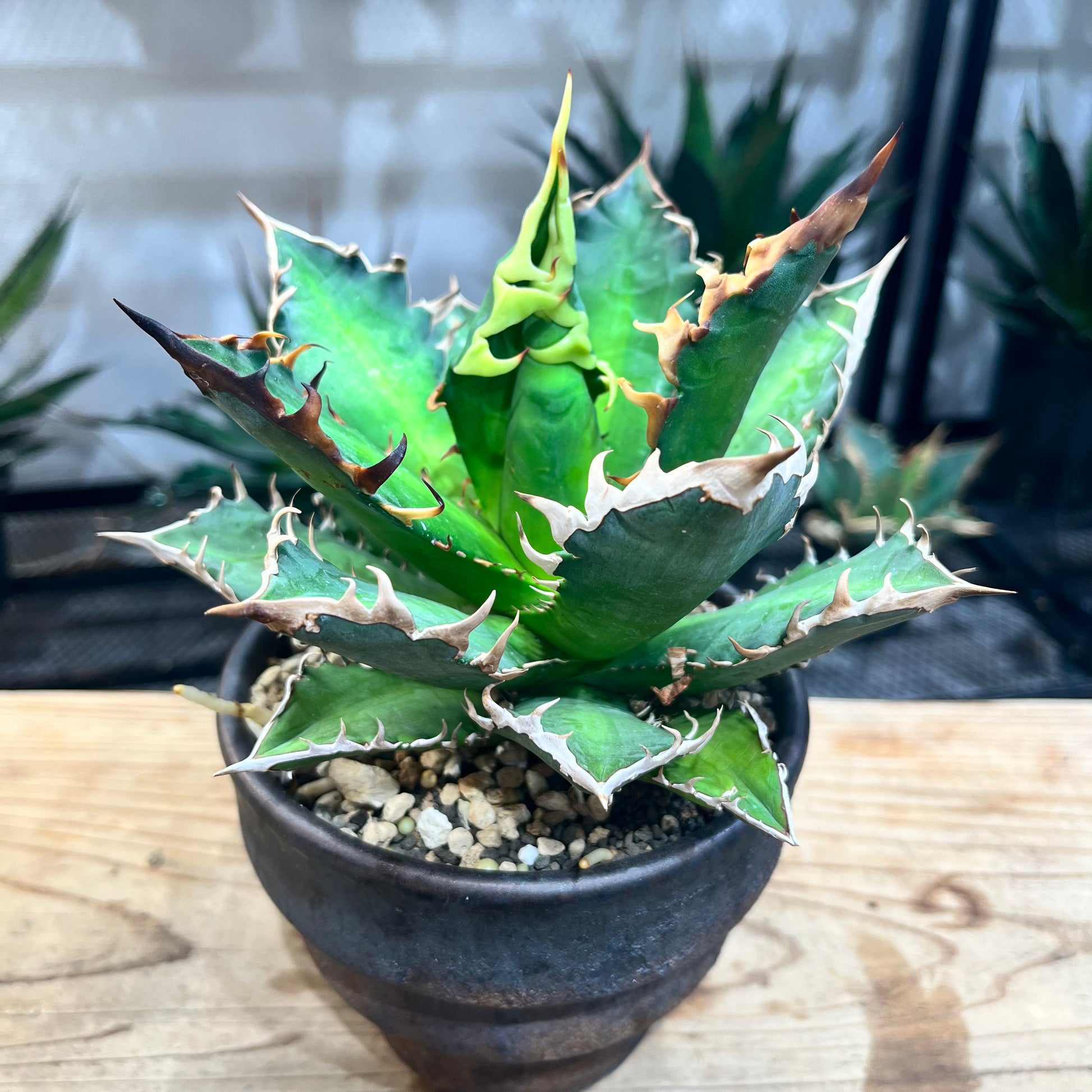 アガベ チタノタ サンクラウン Agave titanota “Sun Crown” - 観葉植物