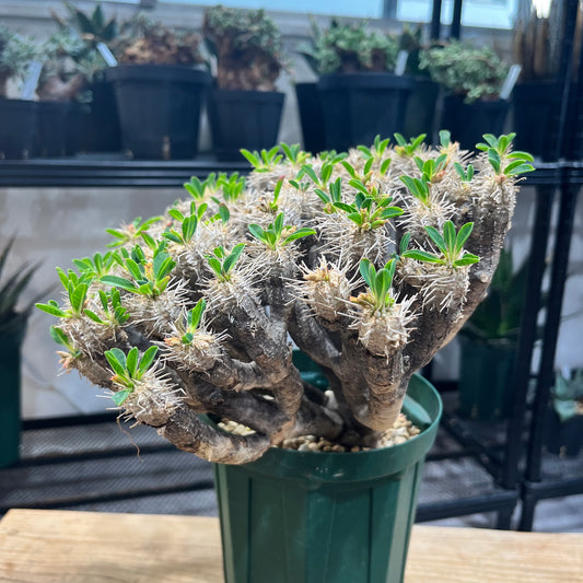 ユーフォルビア・ギラウミニアナ Euphorbia guillauminiana(EG2208-008)