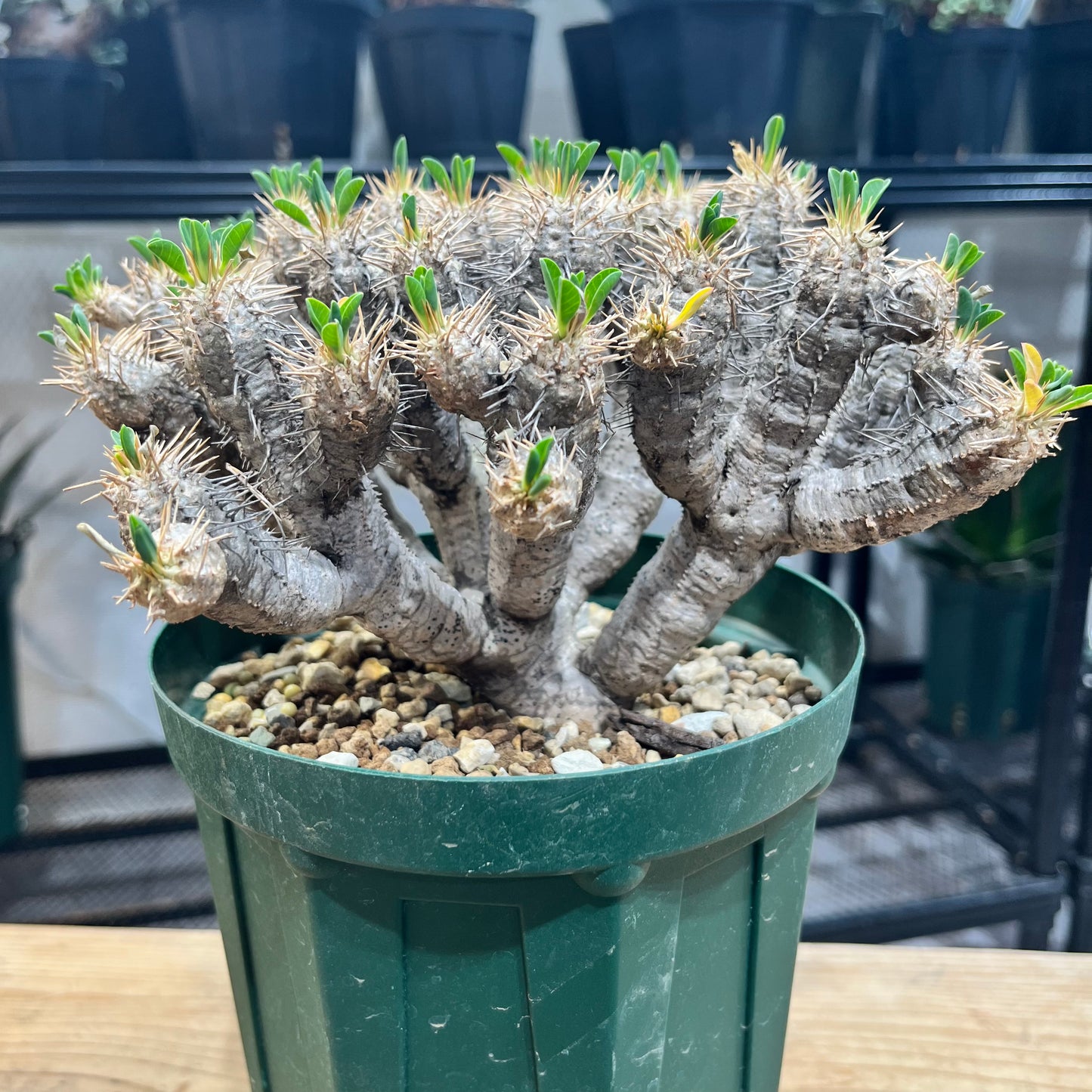ユーフォルビア・ギラウミニアナ Euphorbia guillauminiana(EG2208-001)