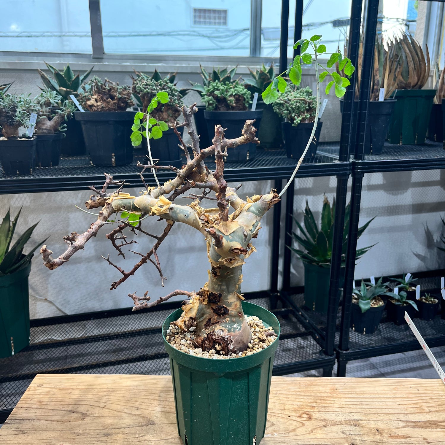 パキポディウムグラキリス 観葉植物 多肉植物 アガベ