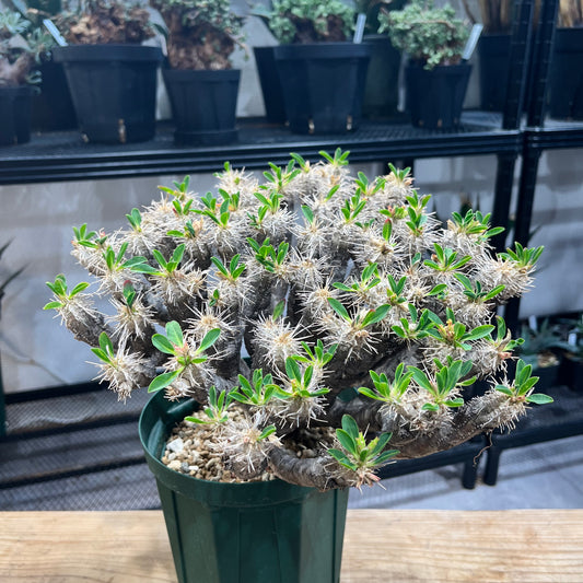 ユーフォルビア・ギラウミニアナ Euphorbia guillauminiana(EG2208-008)