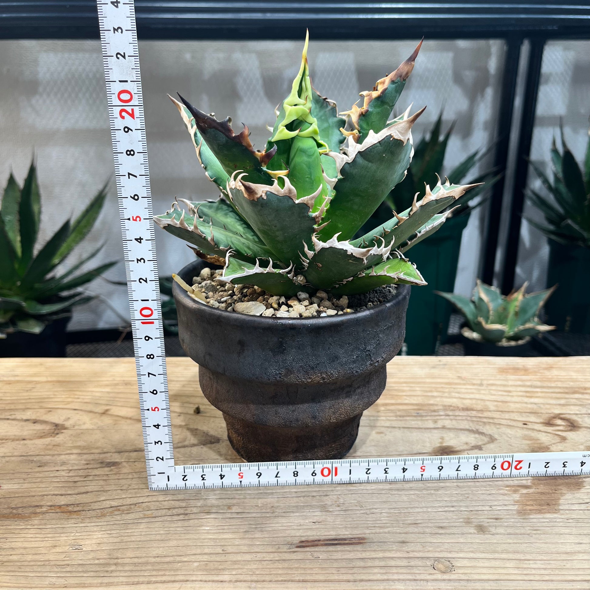 超歓迎 taka❣️アガベ チタノタ クラウン‼️ 植物/観葉植物