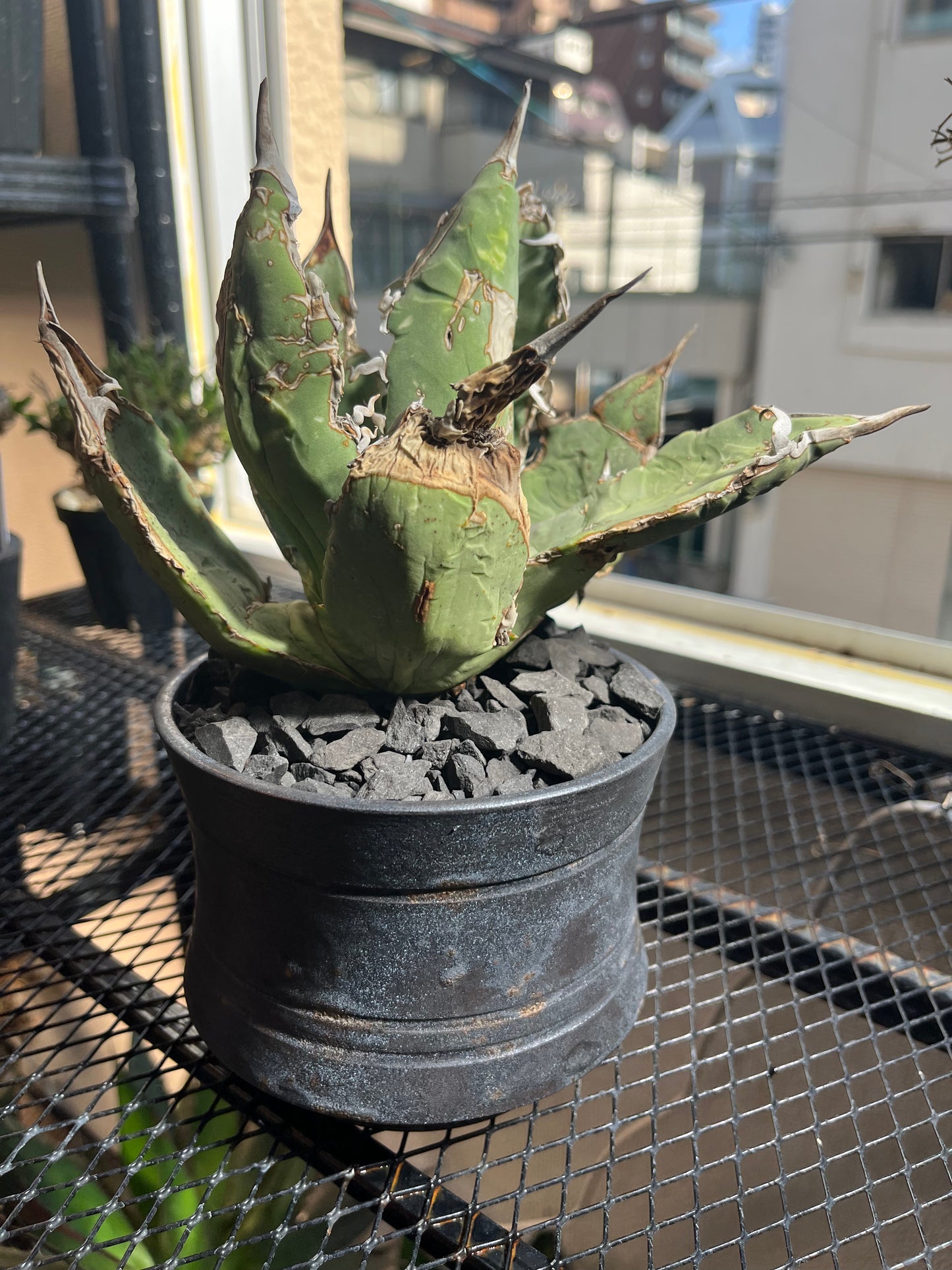 アガベ チタノタ オアハカ Agave titanota Oaxaca (ATO2206-002/鉢付き