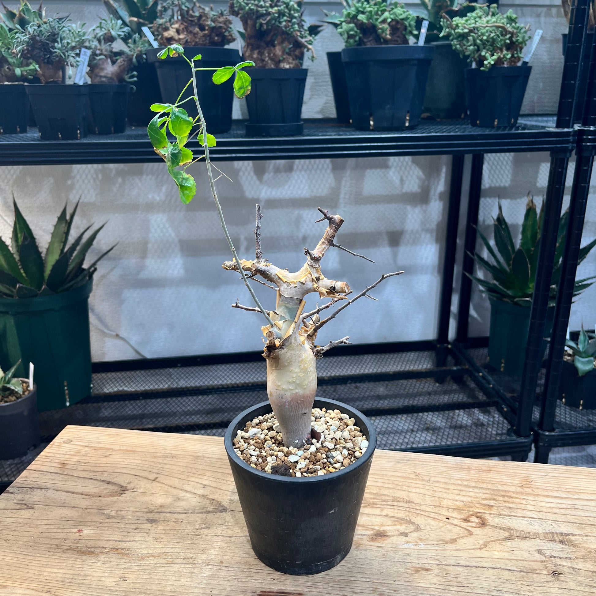 コミフォラ カタフ ターカネンシス1 【公式通販】 コミフォラ カタフ ターカネンシス1 【公式通販】