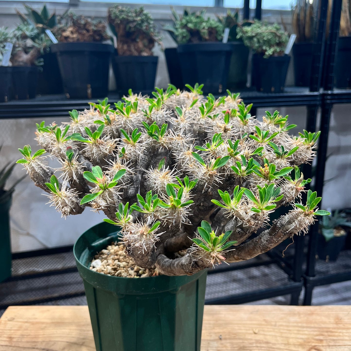 ユーフォルビア・ギラウミニアナ Euphorbia guillauminiana(EG2208-008)