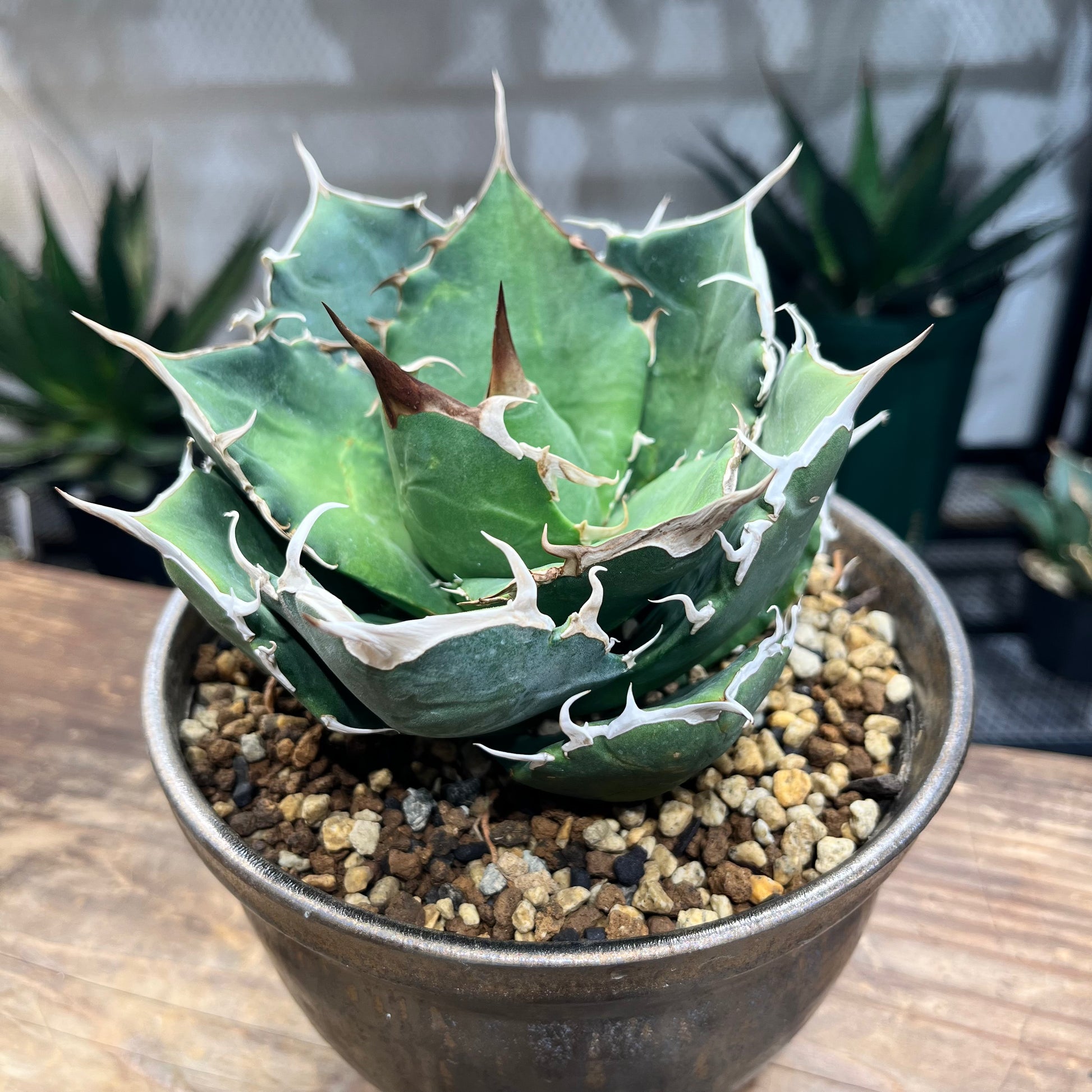 Jose.succulents.jpさん専用中型 アガベ 観葉植物 Jose.succulents.jp Jose.succulents.jpさん専用中型 アガベ 観葉植物 Jose.succulents.jp