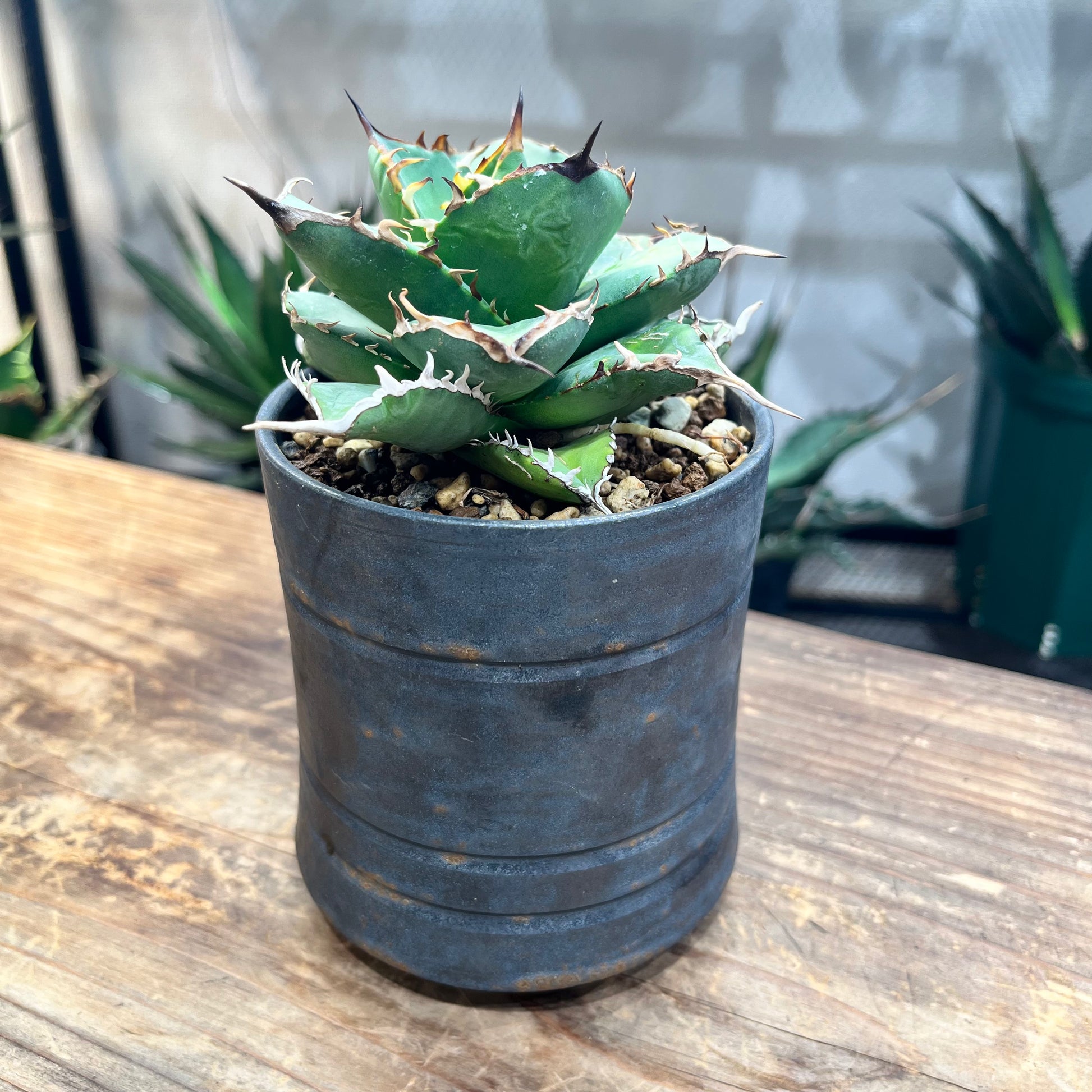 現品・鉢まま出荷】アガベ チタノタ T-Rex 覇王竜 大株 現品・鉢 現品・鉢まま出荷】アガベ チタノタ T-Rex 覇王竜 大株 現品・鉢