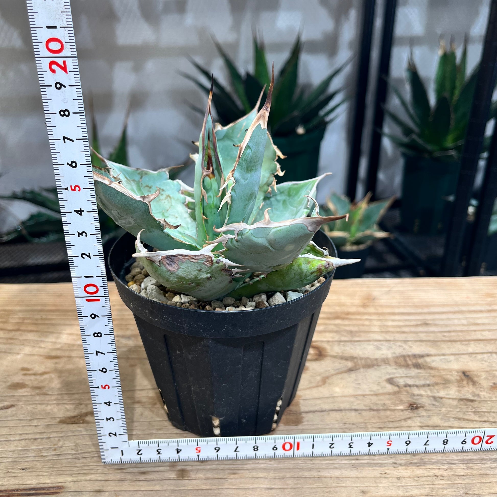 半額】 【大型】人気 アガベ ホワイトアイス チタノタ 植物/観葉植物