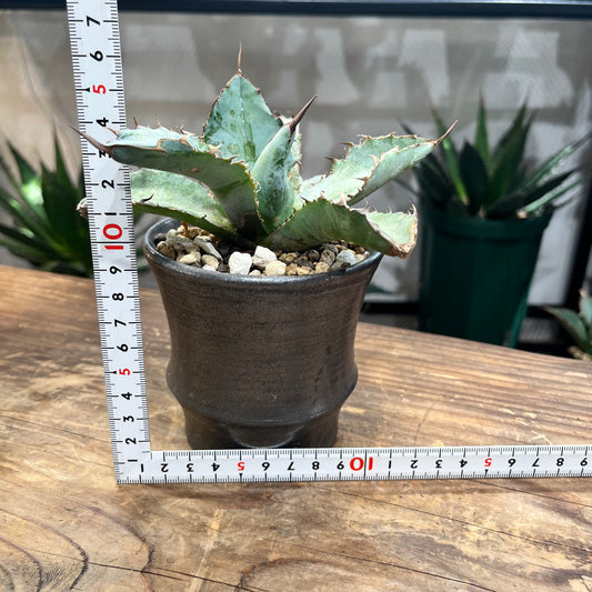 販売のものです - 手作植木鉢 Lサイズ 検( 塊根植物 グラキリス